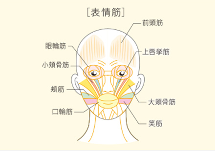 表情筋